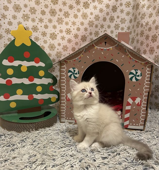 Котенца Регдол/Ragdoll