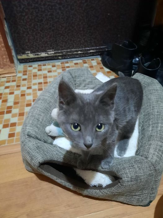 Отдам котёнка-мальчика