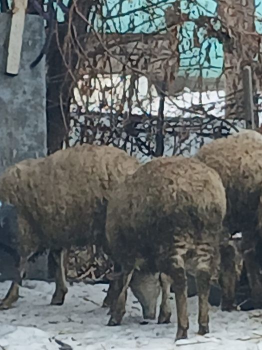 Қойлар сатылады продам