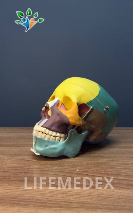 ЧЕРЕП  Анатомические