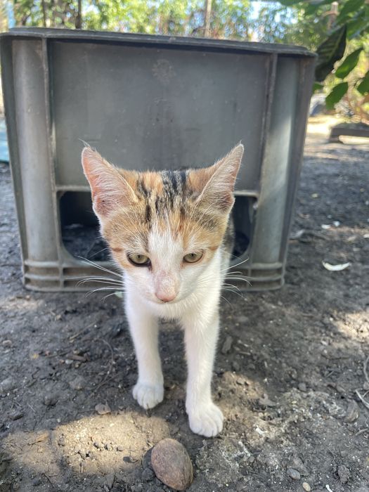 Dau spre adoptie pui de pisica