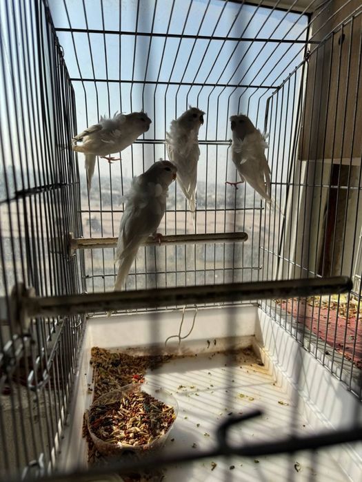 Бабочка  попугайла сотилади