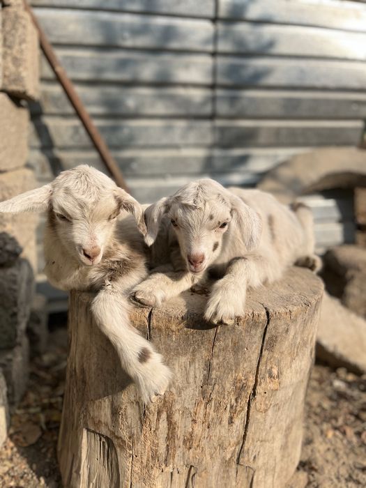 Орыс ешкі 2  баласымен