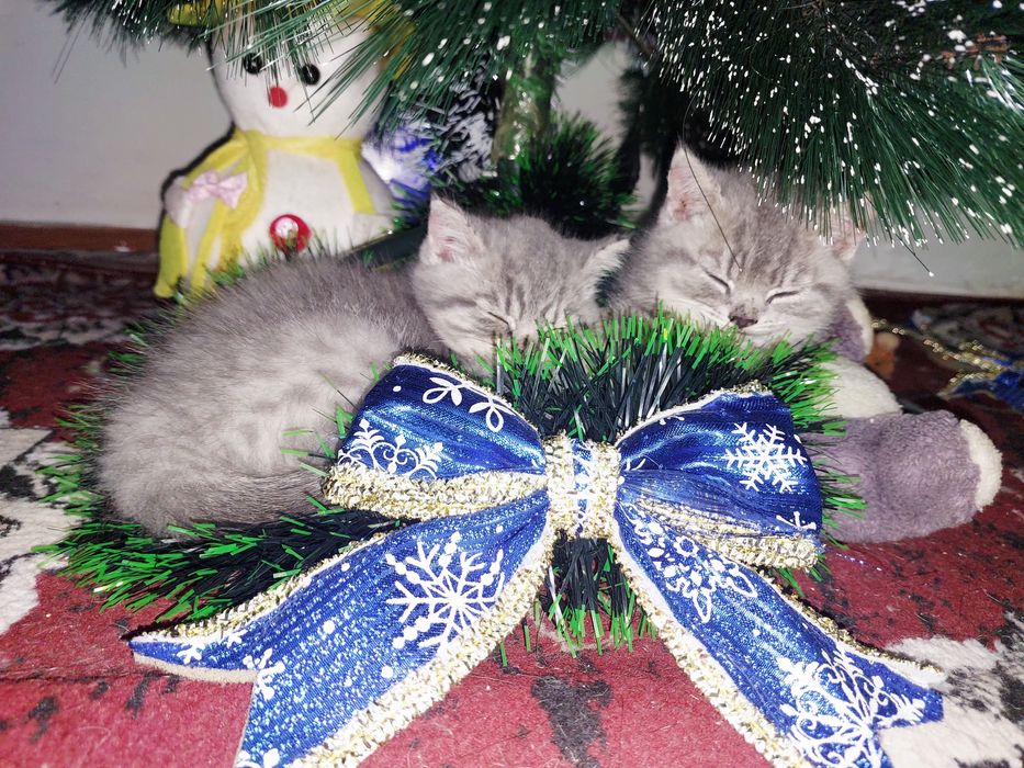 Котята продаются ,Скидка 40 y.e