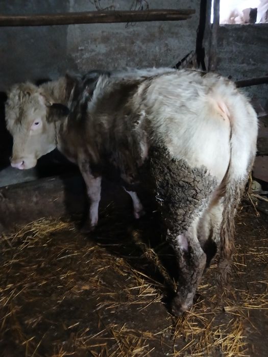 Vând tauri de 450-500 kg