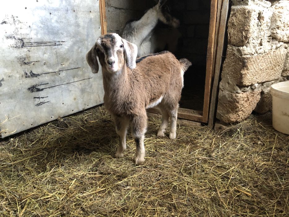 Ұрғашы альпи нуби лақ сатылады 2айлық