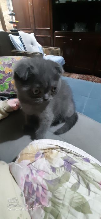 вислоухие котята оптом