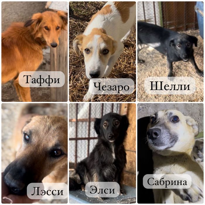 Собаки в хорошие руки