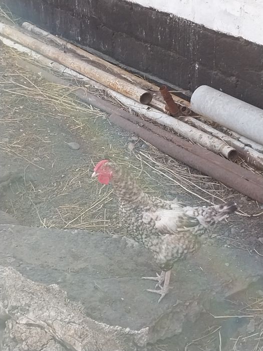 Продам курей домашних