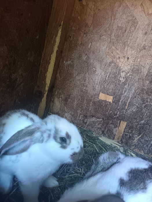 Iepuroaica tânără cu 4 pui