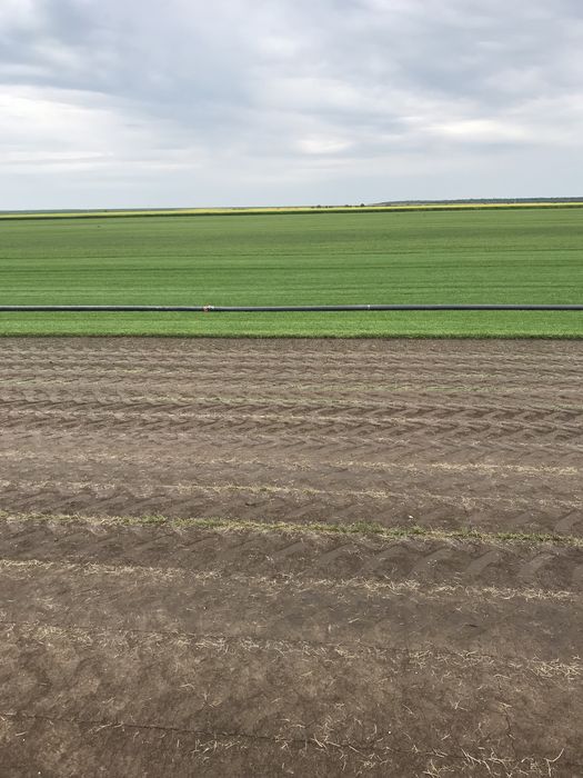 Gazon   Rulou   /   Sisteme  de  irigatii  Automatizate