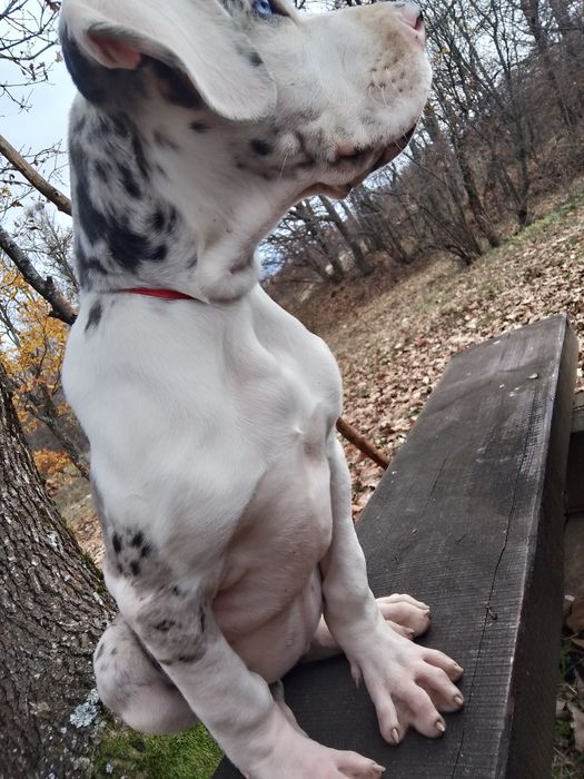 Немски дог с олимпийска кръвна линия