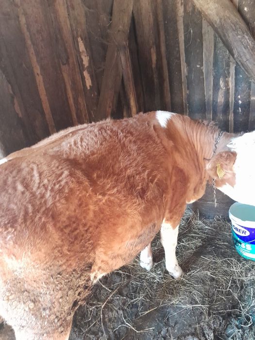 Vând vițică roșie