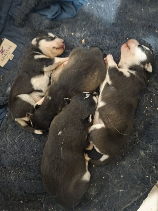 Бронь на щенков Хаски