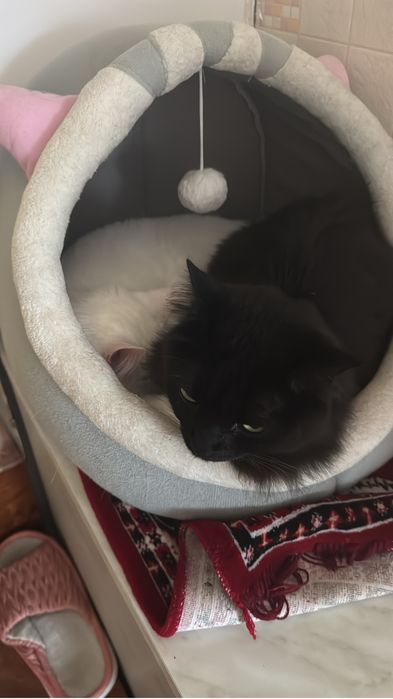 Отдам кошка и кота