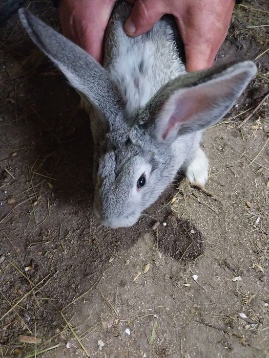 Продам кроликов разные