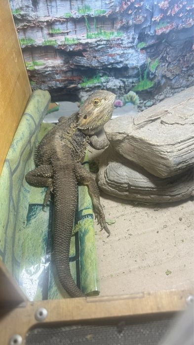 Продаяется ящерица