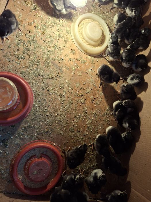 Продаются цыплята породы Австралорп