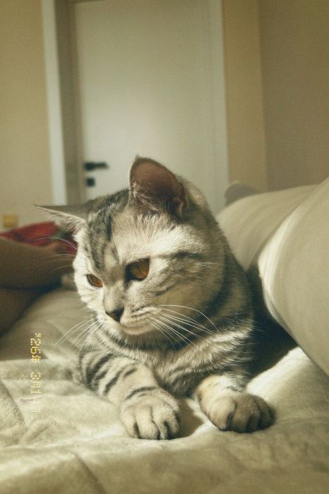 Продам котёнка скоттиш страйт.
