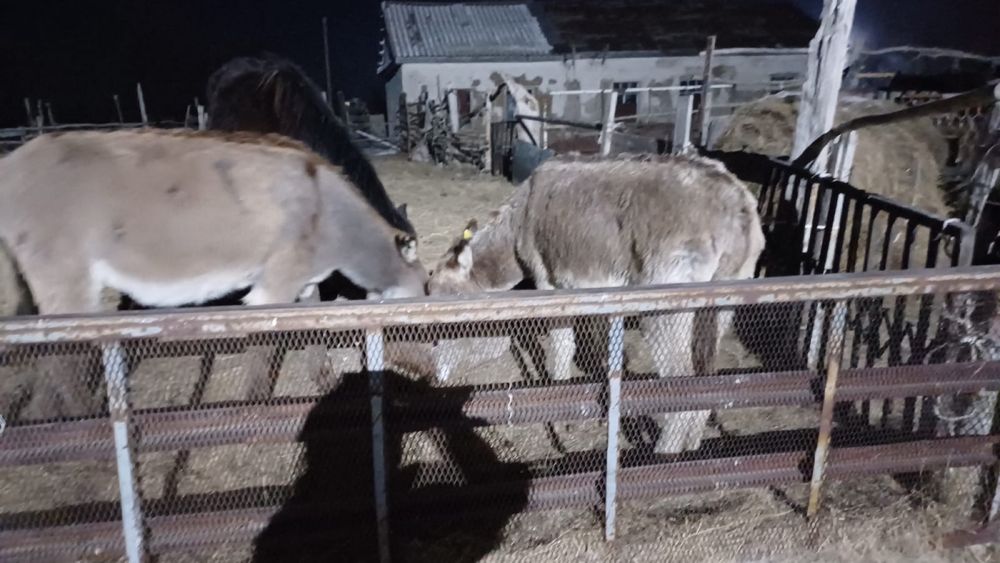 Ишак сатылады (1–2 жаста)