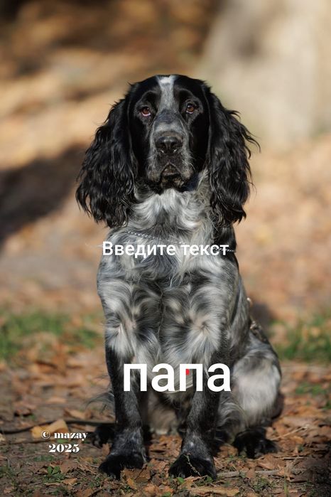 Русский спаниель