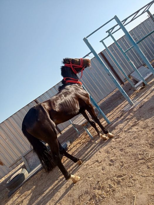 Дөнен сатылады.мінгі