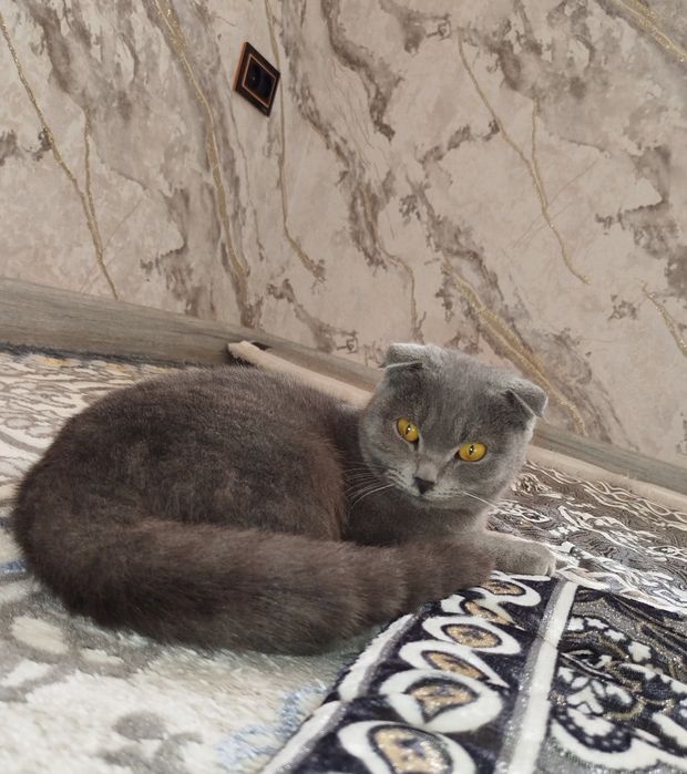 Скоттиш фолд киз бола мушук сотилади