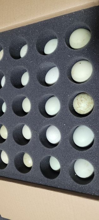 Ouă pentru incubat gaini moțate