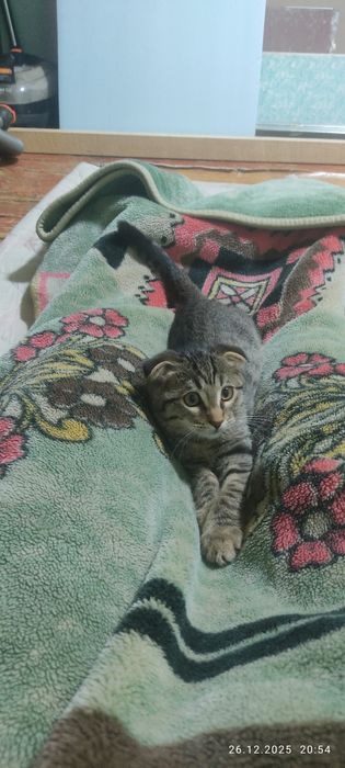 Подаются котята веслоухие