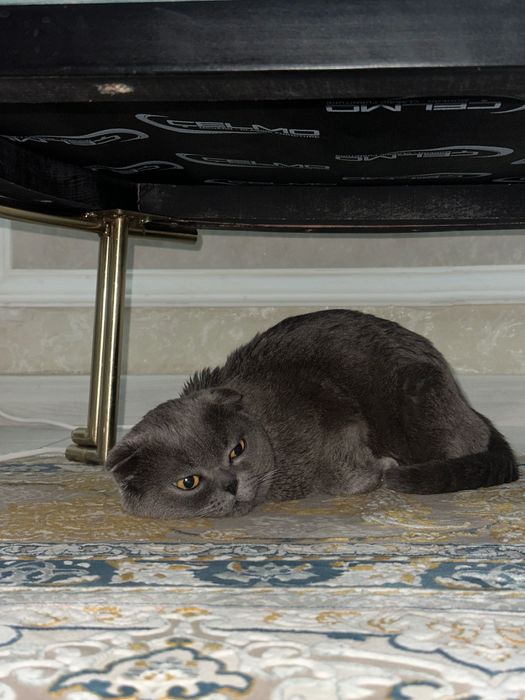 Шотландский вислоухий