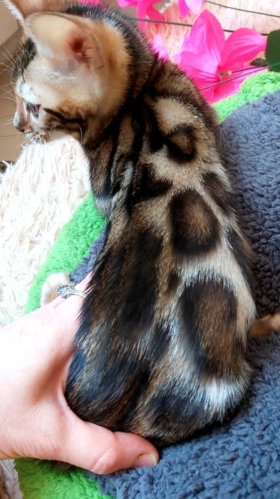 Мини-леoпардики. Бенгальские КОТЯТА