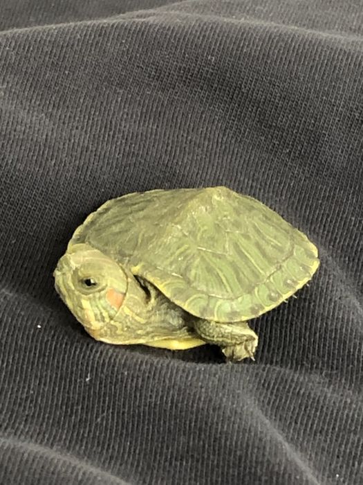 Красноухая черепаха