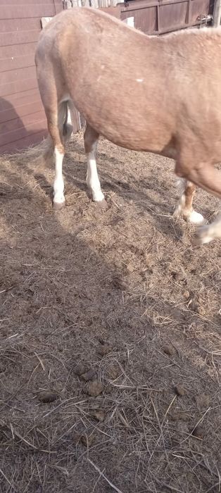 Продам лошадей верхом обученный