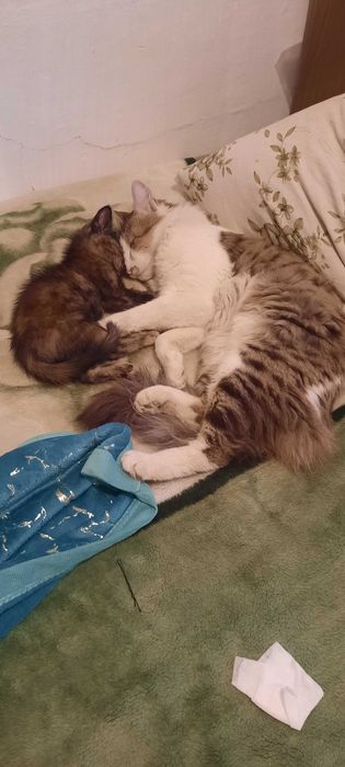 Отдам молодого кота и котёнка в добрые руки .