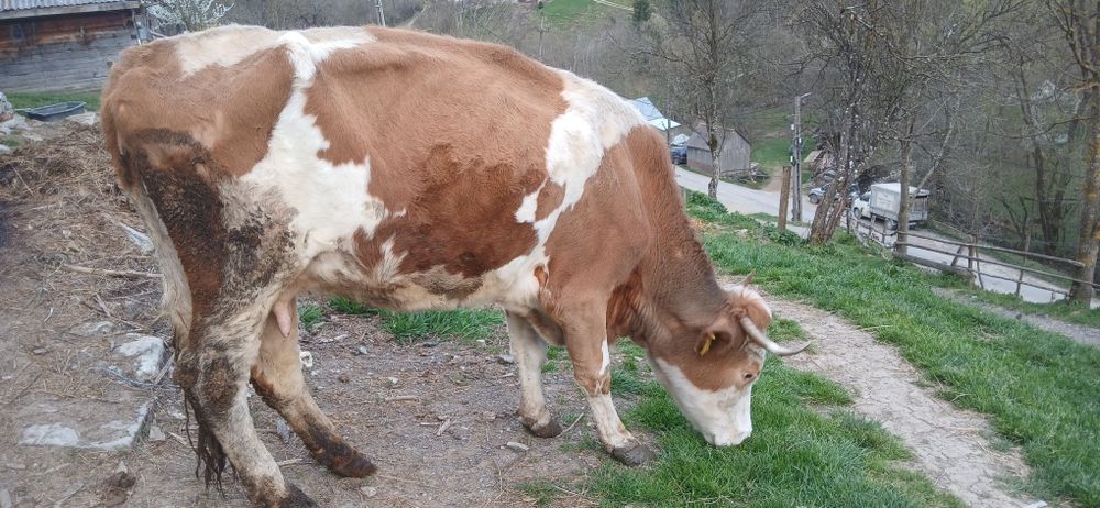 Vând vacă cu lapte
