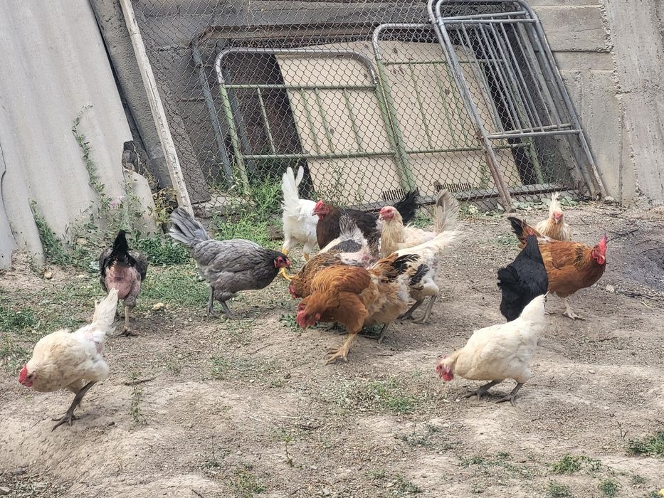 Домашние куры и петухи