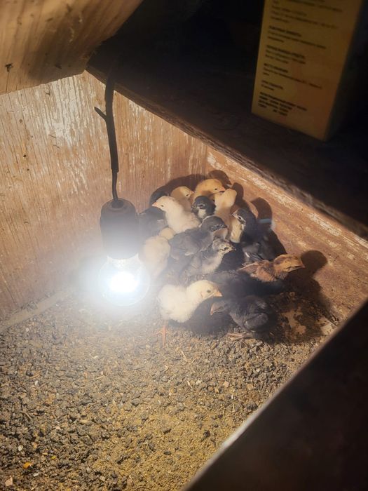 Дакан шожелер 2500