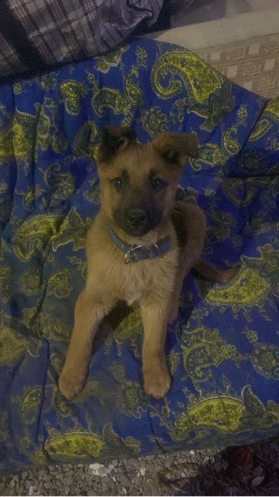 Бельгийская овчарка Малинуа