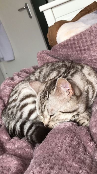 Два кота скотиш страйт