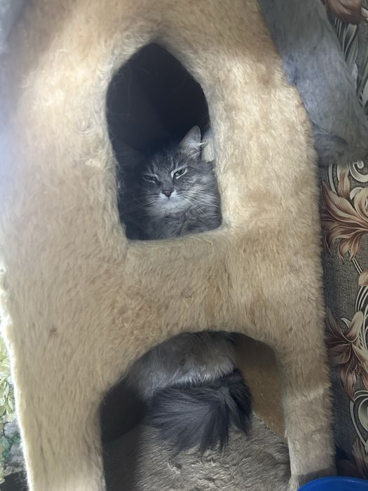 Семью для взрослого кота