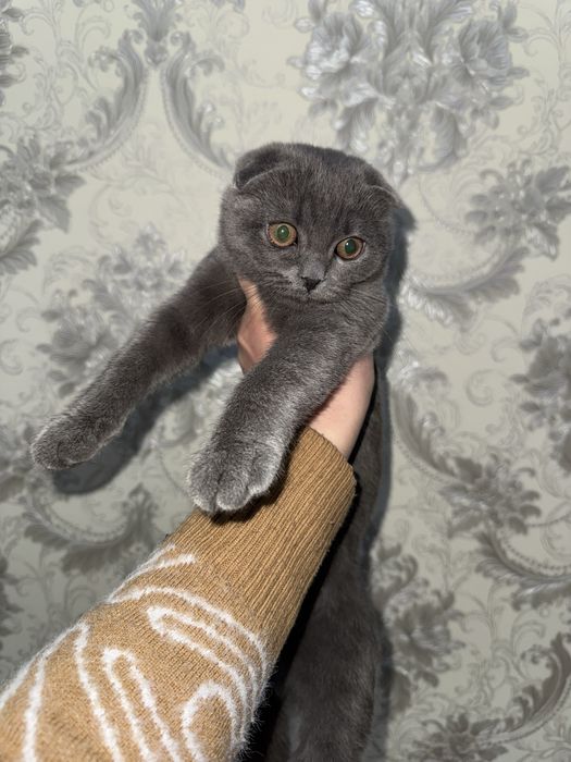 Британсики скотиш мушугимизни сотамиз
