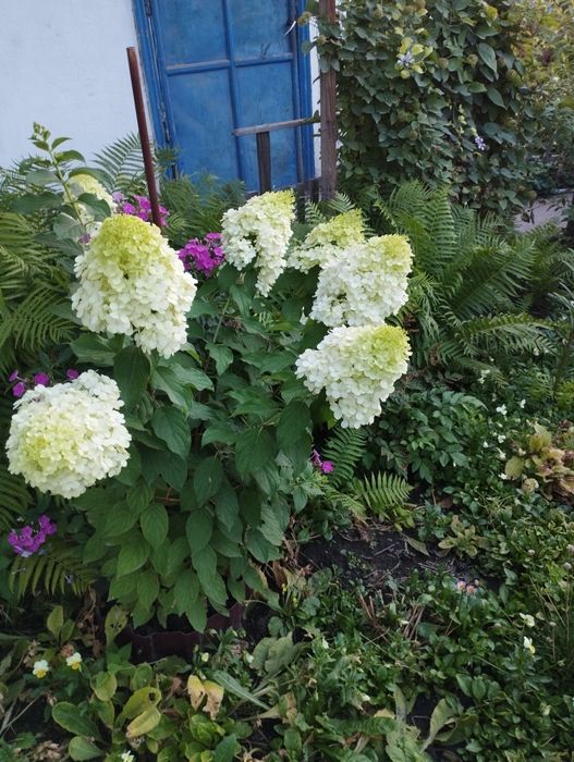 Продам многолетники