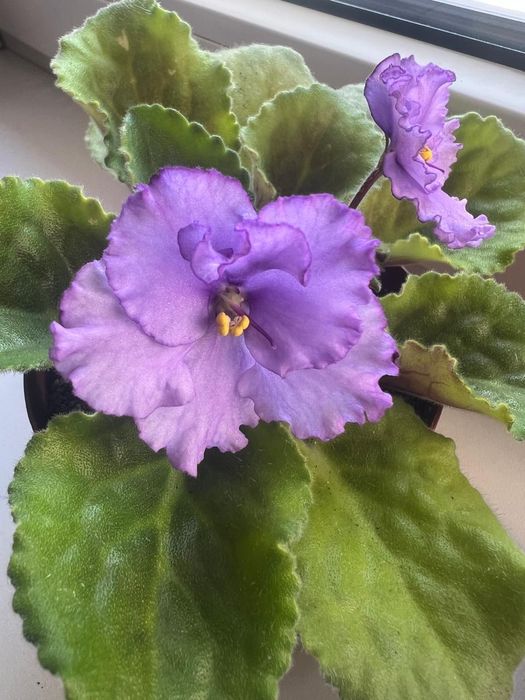 Продам фиалки разных цветов