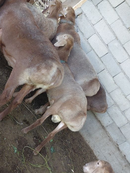 Кошкар козы линя