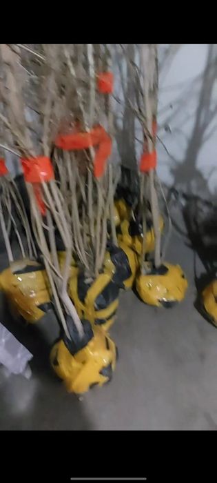 Бульдонеж Viburnum opulus