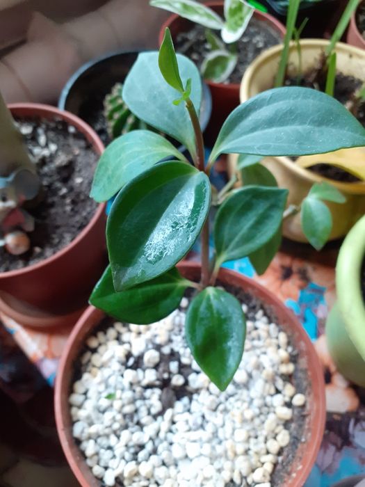 Продам комнатные цветы