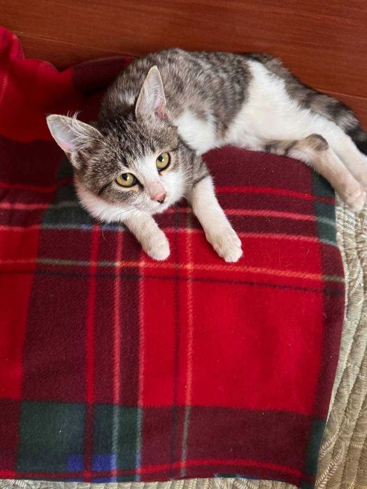 Котенок девочка 3 месяца. В добрые руки бесплатно