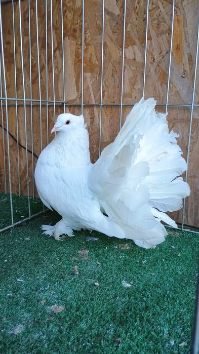 Porumbei King si indieni