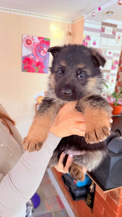 Продаются щенки немецкой овчарки!