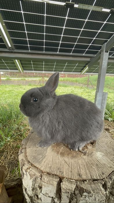 Vind mascul de pitic varsta 5 luni